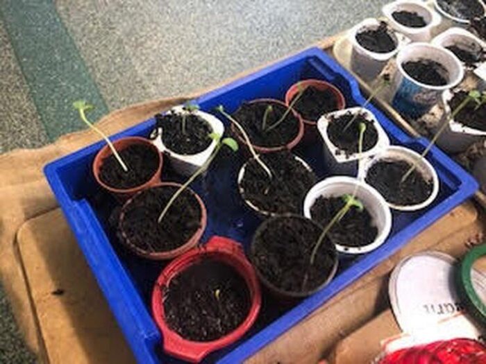 Caring for the sunflowers!