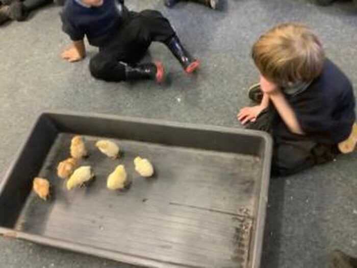 Caring for the baby chicks